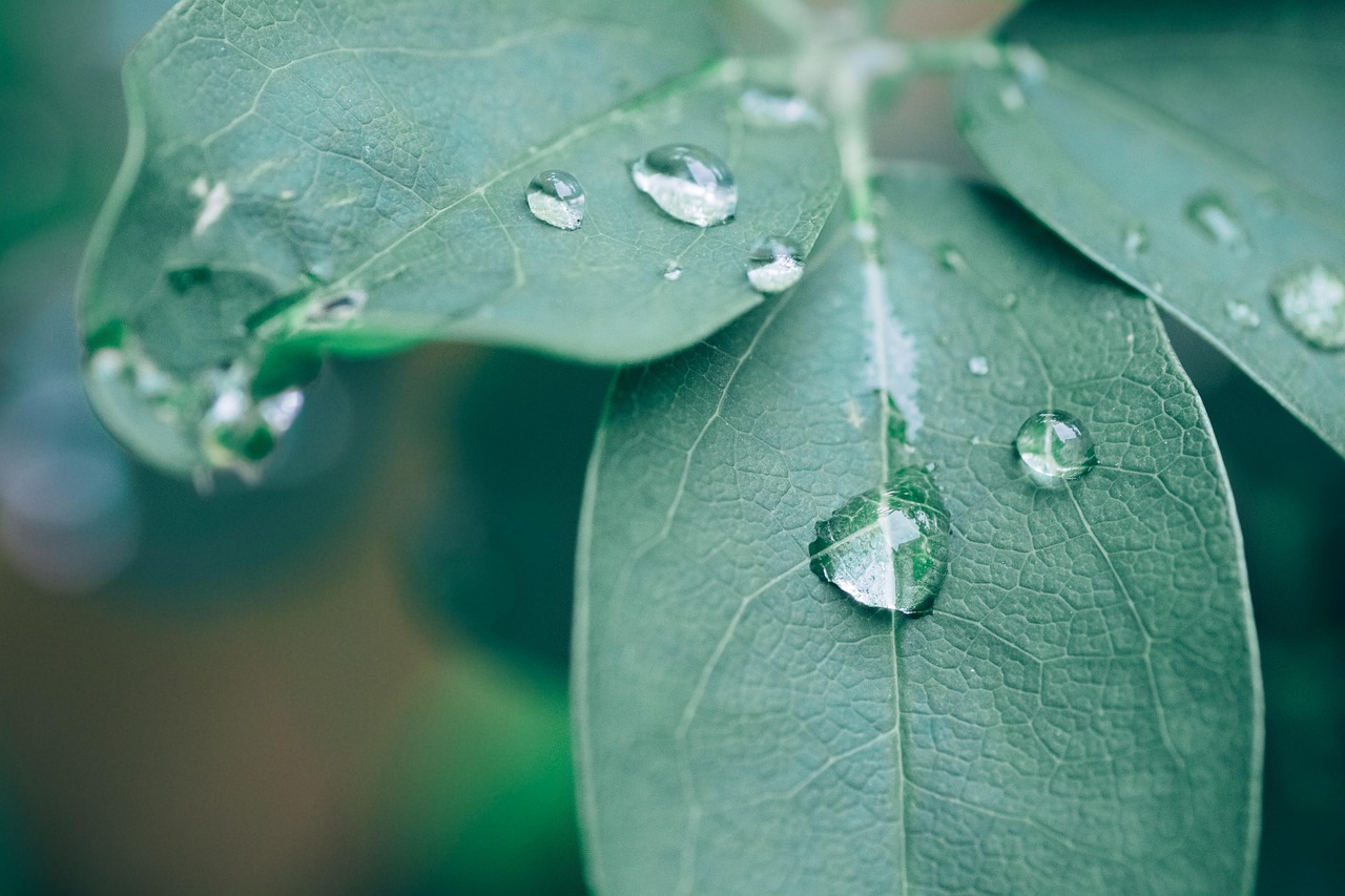 phytotherapy